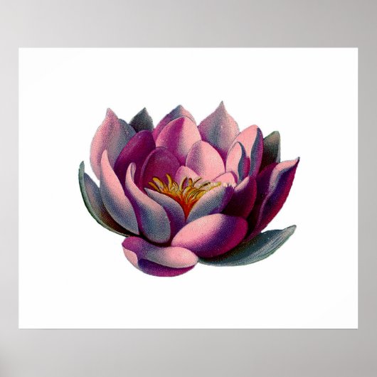 Antike Botanicals Rosa Liege Lotus Poster (Vorne)