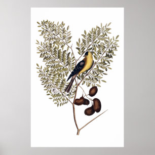 Antike Botanik mit gelbem Vogel Poster