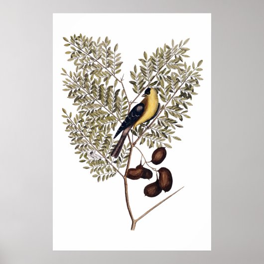 Antike Botanik mit gelbem Vogel Poster (Vorne)