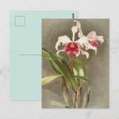 Antike Botanik Postkarte (Vorne/Hinten)