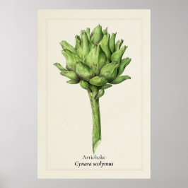 Antike botanische Artischocken-Illustration | Küch Poster