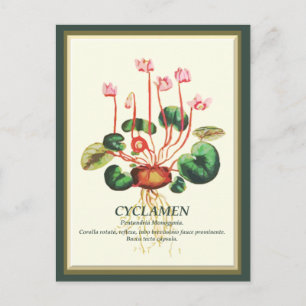 Antike botanische Cyclamen-Gartenblumenkunst Postkarte