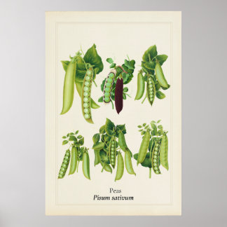 Antike botanische Erbsen-Illustration, Küchenkunst Poster
