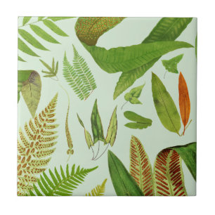 Antike Botanische Farne Fliese
