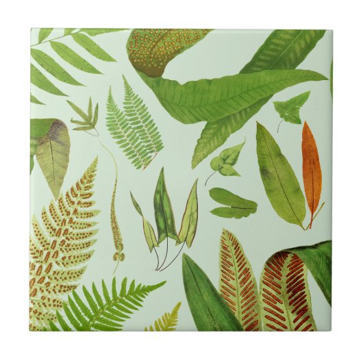 Antike Botanische Farne Fliese (Vorderseite)
