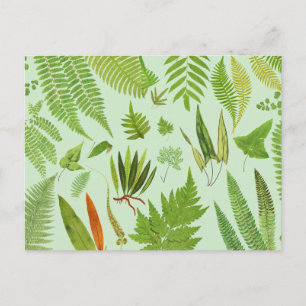 Antike Botanische Farne Postkarte