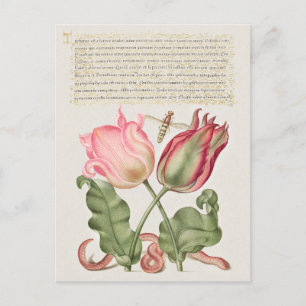 Antike botanische Festtags-Postkarte Feiertagspostkarte