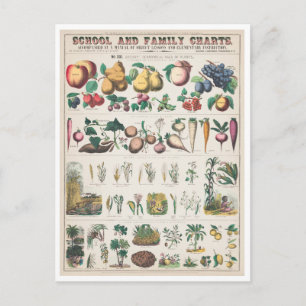 Antike botanische Grafik: Wirtschaftliche Nutzung Postkarte