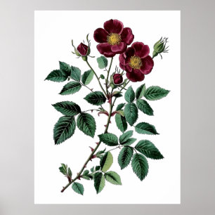 Antike botanische Illustration der roten Wildrose Poster