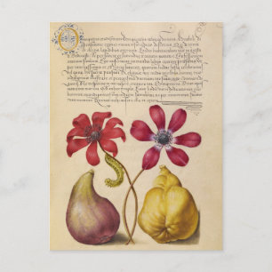 Antike botanische Illustration Feiertagspostkarte