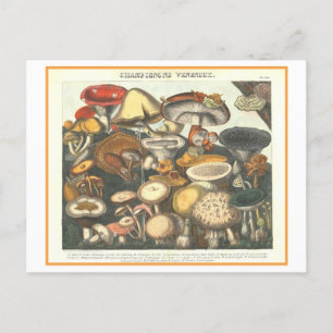 Antike botanische Illustration Giftige Pilze Postkarte