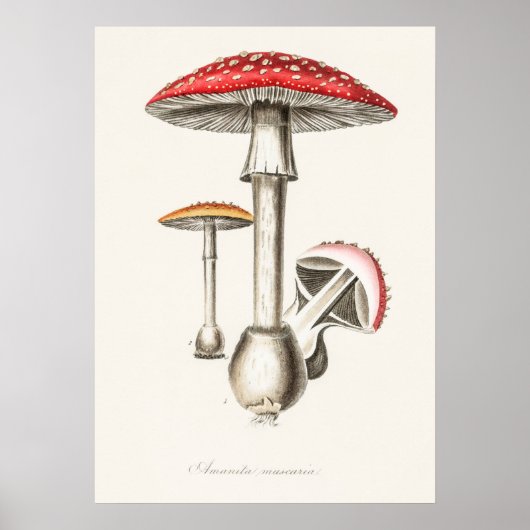 Antike botanische Illustration Poster (Vorne)