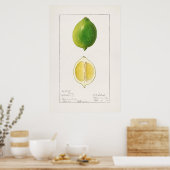 Antike botanische Illustration Poster (Küche)