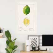 Antike botanische Illustration Poster (Heimbüro)