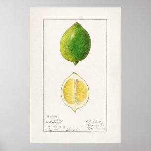 Antike botanische Illustration Poster