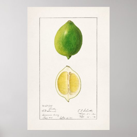Antike botanische Illustration Poster (Vorne)