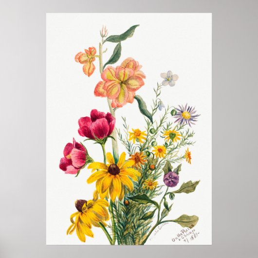 Antike botanische Illustration Poster (Vorne)