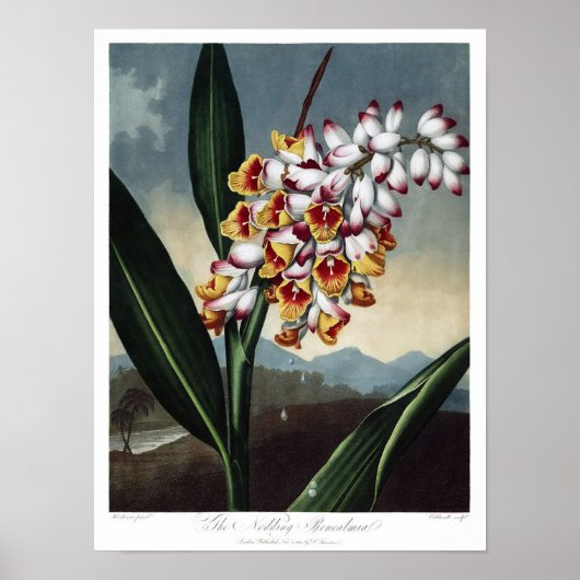 Antike botanische Illustration Poster (Vorne)
