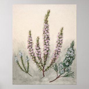 Antike botanische Illustration Poster