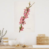 Antike botanische Illustration Poster (Küche)