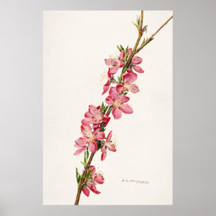 Antike botanische Illustration Poster