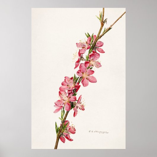 Antike botanische Illustration Poster (Vorne)