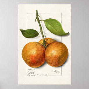 Antike botanische Illustration Poster