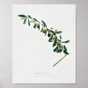 Antike botanische Illustration Poster