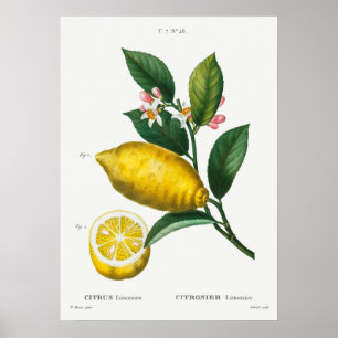 Antike botanische Illustration Poster
