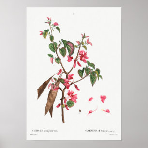 Antike botanische Illustration Poster