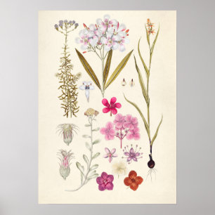 Antike botanische Illustration Poster