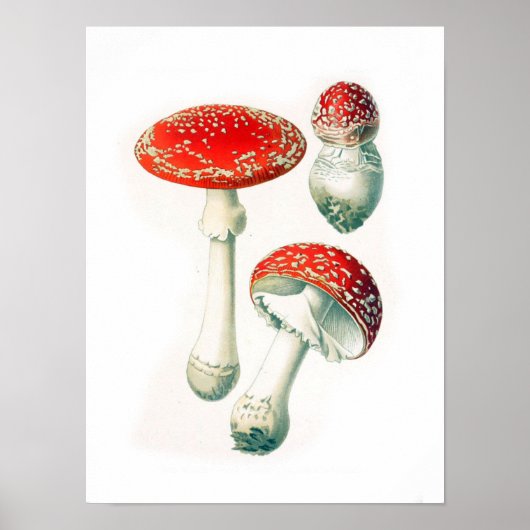Antike botanische Illustration Poster (Vorne)