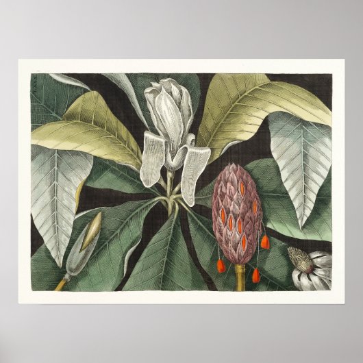 Antike botanische Illustration Poster (Vorne)