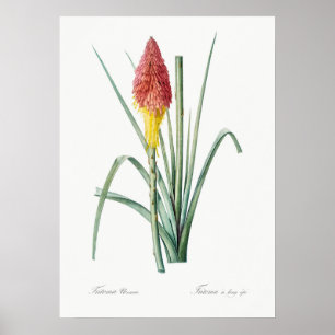 Antike botanische Illustration Poster