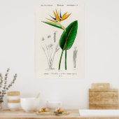 Antike botanische Illustration Poster (Küche)