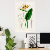 Antike botanische Illustration Poster (Heimbüro)