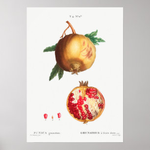 Antike botanische Illustration Poster