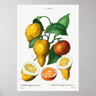 Antike botanische Illustration Poster