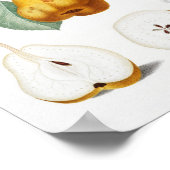 Antike botanische Illustration Poster (Ecke)