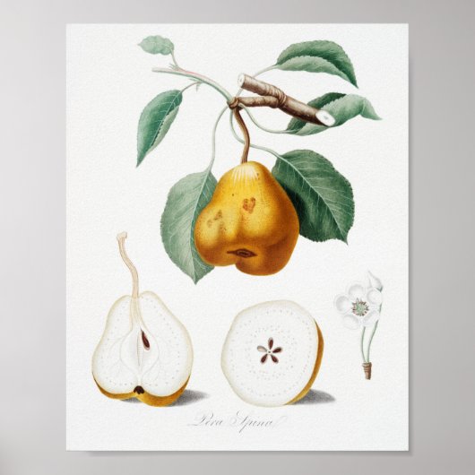 Antike botanische Illustration Poster (Vorne)