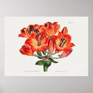 Antike botanische Illustration Poster