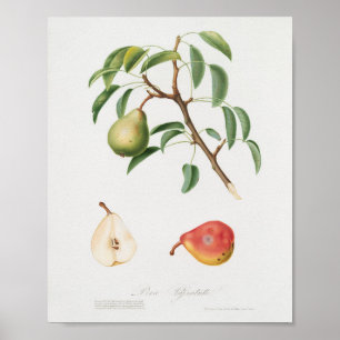 Antike botanische Illustration Poster