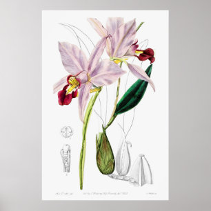 Antike botanische Illustration Poster