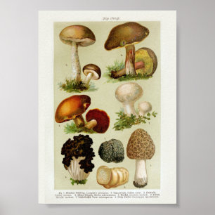 Antike botanische Illustration Poster