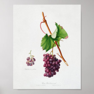 Antike botanische Illustration Poster