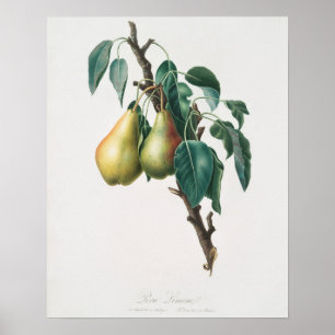 Antike botanische Illustration Poster