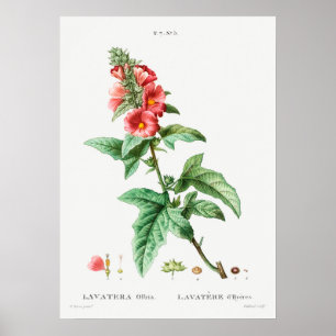 Antike botanische Illustration Poster