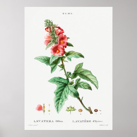 Antike botanische Illustration Poster (Vorne)
