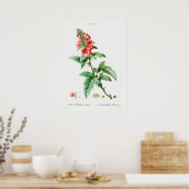 Antike botanische Illustration Poster (Küche)