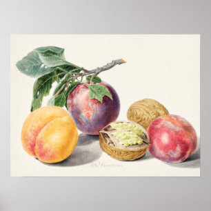 Antike botanische Illustration Poster